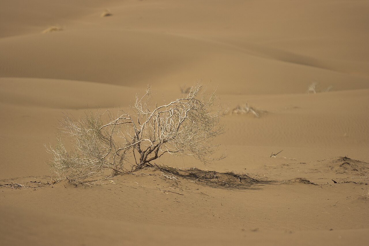 درخششی در بیابان